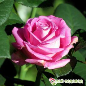 Роза чайно-гибридная Аква в Щелковое