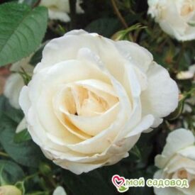 Роза Спрей белый в Щелковое
