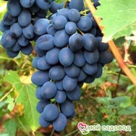 Ароматный и сладкий виноград “Августа” в Щелковое