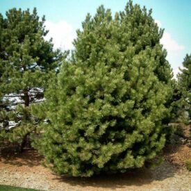 Сосна Чёрная (Pinus Nigra) в Щелковое