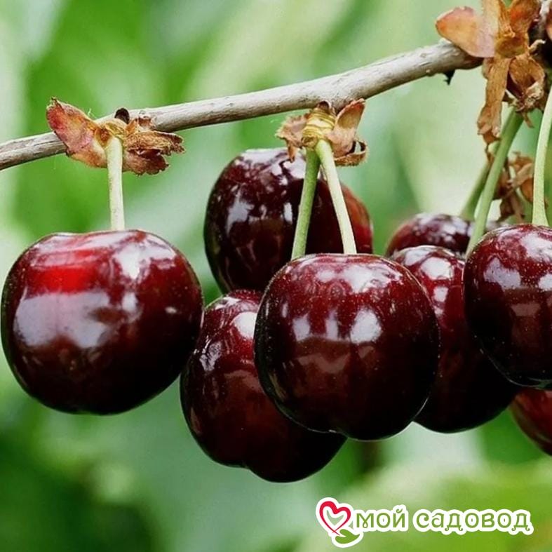 Черешня Крупноплодная