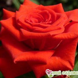 Роза чайно-гибридная Корвет в Щелковое