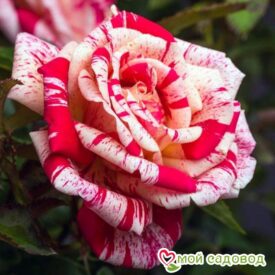 Роза чайно-гибридная Папагено в Щелковое