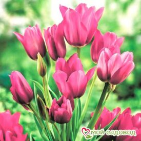 Тюльпан многоцветковый Пурпл Букет в Щелковое