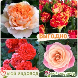 Комплект роз! Роза плетистая, спрей, чайн-гибридная и Английская роза в одном комплекте в Щелковое