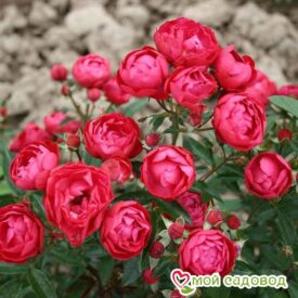 Роза полиантовая Морздаг Ред (Morsdag Red) в Щелковое