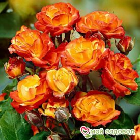 Роза полиантовая Румба (Rumba) в Щелковое