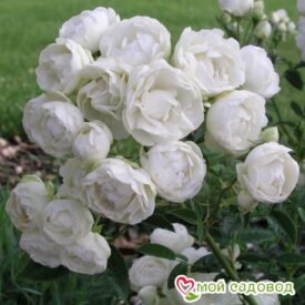 Роза полиантовая Морздаг Уайт (Morsdag White) в Щелковое