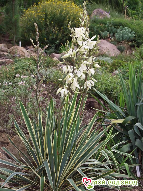 Юкка садовая Филаментоза