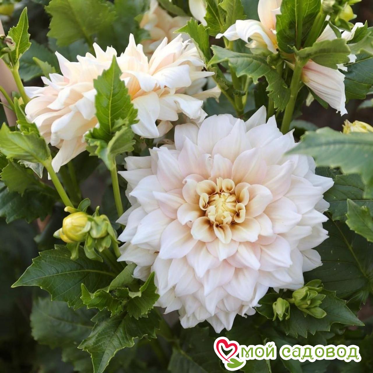 Георгина Брейк Аут