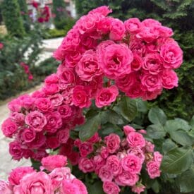 Роза Спрей розовый в Щелковое